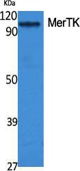 Western blot analysis of various cells using Anti-MERTK Antibody