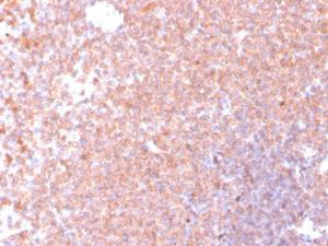 Immunohistochemical analysis of formalin-fixed, paraffin-embedded human spleen using Anti-Resistin Antibody [RETN/4326]