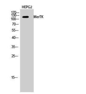 Western blot analysis of HEPG2 cells using Anti-MERTK Antibody