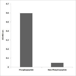 ELISA for immunogen phosphopeptide (left) and non-phosphopeptide (right) using Anti-Rsk-3 (phospho Thr353+Thr356) Antibody