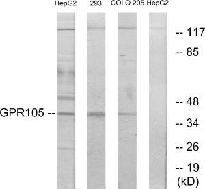 Western blot analysis of lysates from 293, COLO205, and HepG2 cells using Anti-GPR105 Antibody The right hand lane represents a negative control, where the antibody is blocked by the immunising peptide