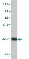 Anti-HAMP Mouse Monoclonal Antibody [clone: 1F9]