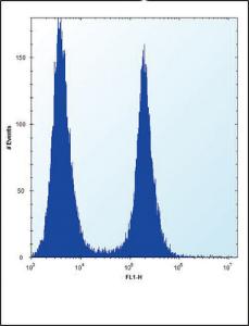 Anti-ENO1 Rabbit polyclonal antibody