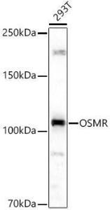 Western blot analysis of 293T, using Anti-OSMR Antibody (A9965) at 1:1,000 dilution. The secondary antibody was Goat Anti-Rabbit IgG H&L Antibody (HRP) at 1:10,000 dilution.