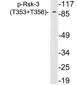 Western blot analysis of lysates from HeLa cells using Anti-Rsk-3 (phospho Thr353+Thr356) Antibody