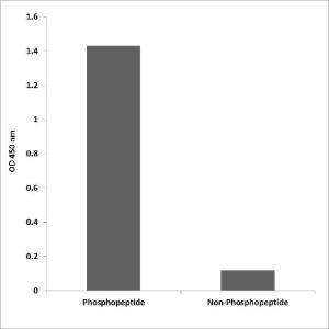 ELISA for immunogen phosphopeptide (left) and non-phosphopeptide (right) using Anti-Cytokeratin 8 (phospho Ser74) Antibody