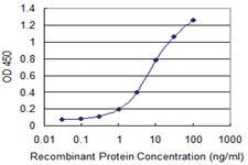 Anti-NLGN1 Mouse Monoclonal Antibody [clone: 1D6]