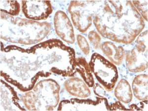 Immunohistochemical analysis of formalin-fixed, paraffin-embedded human kidney using Anti-CD137 Antibody [4-1BB/4552R]