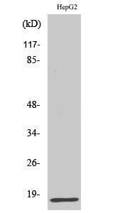 Western blot analysis of various cells using Anti-IFN-gamma Antibody