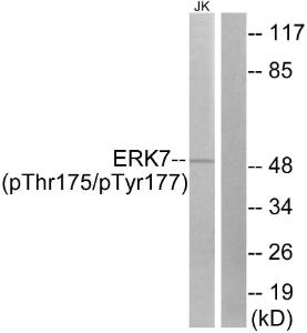 Western blot analysis of lysates from Jurkat cells using Anti-ERK8 (phospho Thr175+Tyr177) Antibody. The right hand lane represents a negative control, where the antibody is blocked by the immunising peptide