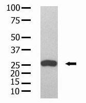 Anti-Glutathione S Transferase Mouse Monoclonal Antibody (APC (Allophycocyanin)) [clone: 9AT106]