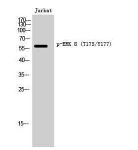 Western blot analysis of Jurkat cells using Anti-ERK8 (phospho Thr175+Tyr177) Antibody