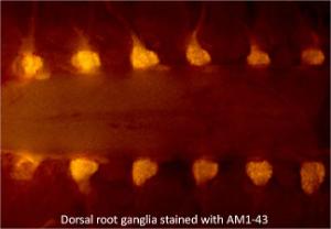 Fluorescent nerve terminal probes and staining kits