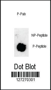 Anti-SOX2 Rabbit Polyclonal Antibody