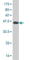 Anti-EPS8L1 Mouse Polyclonal Antibody