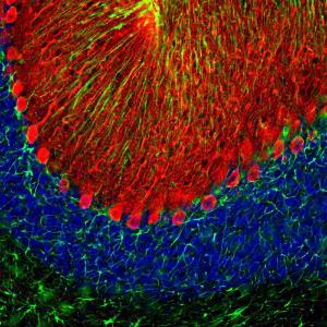 Immunofluorescent analysis of rat brain cerebellum section stained with Anti-Calbindin Antibody (1:2000 / red) and Anti-GFAP Antibody (A85419 / 1:5000 / green)