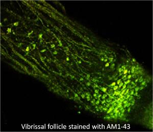 Fluorescent nerve terminal probes and staining kits