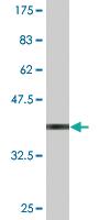 Anti-ZKSCAN3 Mouse Monoclonal Antibody [clone: 2A1]