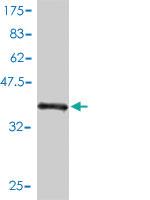 Anti-LRRC8D Mouse Monoclonal Antibody [clone: 3H1-1C2]