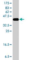 Anti-C1QBP Mouse Polyclonal Antibody