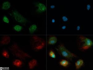 Anti-ROBO4 Rabbit Polyclonal Antibody