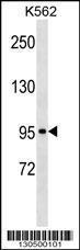 Anti-KIT Rabbit Polyclonal Antibody (APC (Allophycocyanin))