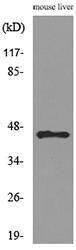 Western blot analysis of lysate from mouse liver cells using Anti-DNAJA1 Antibody