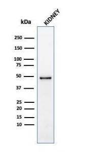 Western blot analysis of kidney tissue lysate using Anti-CD137 Antibody [4-1BB/4552R]