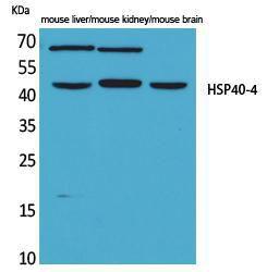 Western blot analysis of mouse liver, mouse kidney, mouse brain cells using Anti-DNAJA1 Antibody