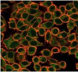 Immunofluorescent analysis of PFA-fixed HeLa cells stained with Anti-NFIA Antibody [PCRP-NFIA-2C6] followed by Goat Anti-Mouse IgG (CF&#174; 488) (Green). CF&#174; 640A Phalloidin (Red)