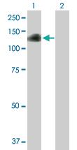 Anti-DZIP1 Mouse Polyclonal Antibody