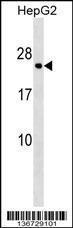 Anti-HLA-DPA1 Rabbit Polyclonal Antibody (Biotin)