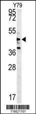 Anti-NLK-T286 Rabbit Polyclonal Antibody (APC (Allophycocyanin))