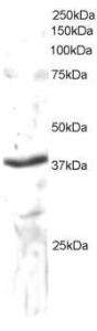 Anti-SEC61A1 Goat Polyclonal Antibody