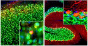 Adult mouse cortex (Left) and cerebellum (Right) sections were stained with Anti-Calbindin Antibody (red) and Anti-Fox3/NeuN Antibody (A85402 / green)