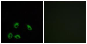 Immunofluorescence analysis of MCF7 cells using Anti-GPR103 Antibody The right hand panel represents a negative control, where the antibody was pre-incubated with the immunising peptide