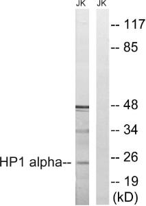 Western blot analysis of lysates from Jurkat cells, treated with insulin 0.01U/ml 15' using Anti-HP1 alpha Antibody. The right hand lane represents a negative control, where the antibody is blocked by the immunising peptide