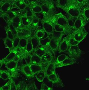 Immunofluorescent analysis of HeLa cells stained with Anti-beta 2 Microglobulin Antibody [B2M/1118] followed by Goat Anti-Mouse IgG (CF and #174; 488) (Green)