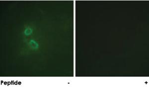 Anti-MUC1 Rabbit Polyclonal Antibody