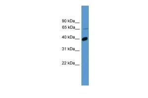 Anti-OR2B2 Rabbit Polyclonal Antibody