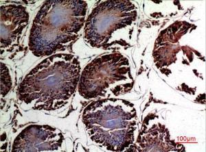 Immunohistochemical analysis of paraffin-embedded rat testis using Anti-DNAJA1 Antibody