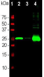 Western blot analysis of different neuronal tissue lysates using Anti-Calbindin Antibody (1:5000): [1] protein standard, [2] rat cerebellum, [3] pig hippocampus, and [4] cow cerebellum