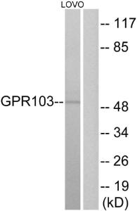 Western blot analysis of lysates from LOVO cells using Anti-GPR103 Antibody The right hand lane represents a negative control, where the antibody is blocked by the immunising peptide