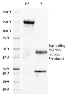 Antibody A277639-100 100 µg