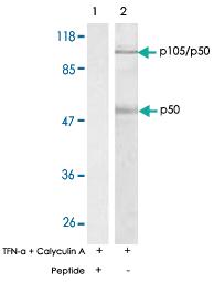 Anti-NFKB1 Rabbit Polyclonal Antibody