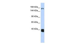 Anti-C10orf12 Rabbit Polyclonal Antibody