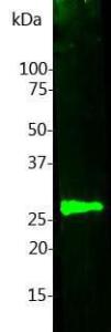 Western blot analysis of Anti-Calbindin Antibody. Blots of cow cerebellum lysate were probed with Anti-Calbindin Antibody. The antibody binds strongly and cleanly to the calbindin band at 28 kDa