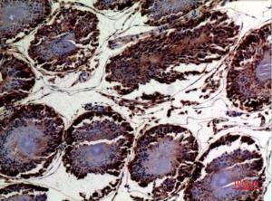 Immunohistochemical analysis of paraffin-embedded rat testis using Anti-DNAJA1 Antibody