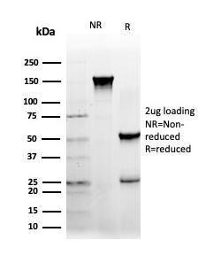 SDS-PAGE analysis of Anti-NFIA Antibody [PCRP-NFIA-2C6] under non-reduced and reduced conditions; showing intact IgG and intact heavy and light chains, respectively. SDS-PAGE analysis confirms the integrity and purity of the Antibody