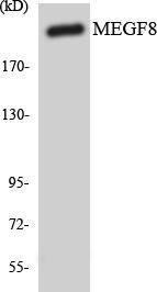 Antibody anti-MEGF8 A100987-100 100 µg